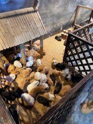 -酷嗒动物文化乐园(cutezoo西溪乐天城店)