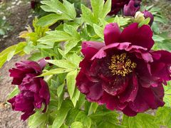 -国家植物园南园