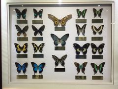 -上海昆虫博物馆