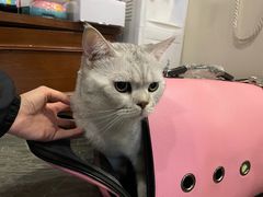 -宠爱国际动物医院· 猫科· 外科·中兽医(长白店)