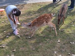 -北京鹿世界主题园