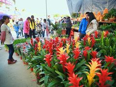-金科花卉市场
