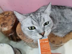 -猫亿天猫咖