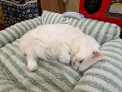 -MOCHA明星猫咖(田子坊店)