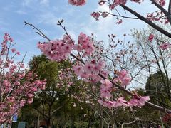 -顾村公园