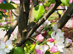 -天王浮山樱花园