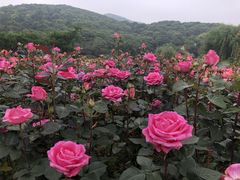 -龙寺生态园