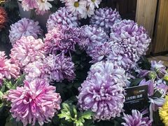 -上海植物园-4号门售票处