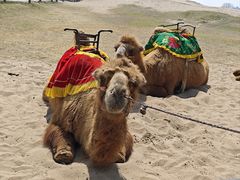 -古柏渡飞黄旅游区