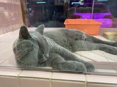-FAELING PETS美天灵宠物(富力广场店)