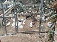 -呀路古热带植物园