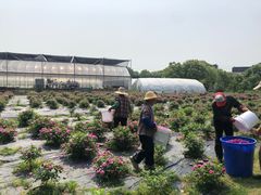 -鹅湖玫瑰文化园