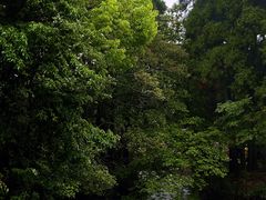 -玉苍山国家森林公园