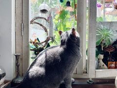 -海边的猫和咖啡馆
