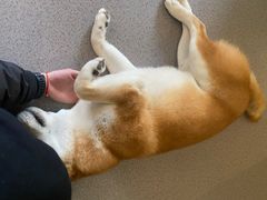 -喜柴咖啡·柴犬狗咖