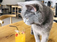 -平行世界·猫咖(首经贸店)