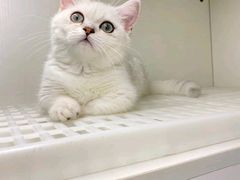 -lincat·猫舍(广州店)