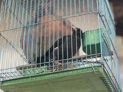 -葡萄园鱼庄(新津店)