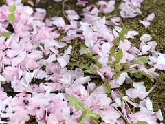 -北海道厅旧本厅舍(旧本庁舎)