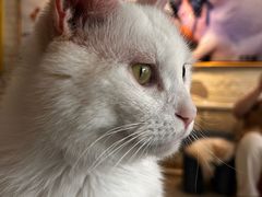 -平行世界·猫咖(首经贸店)