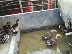 -润记农家菜