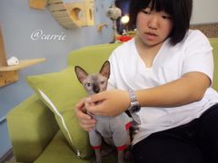 -猫咪咖啡·猫咖(万达广场店)