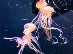 -成都浩海立方海洋公园