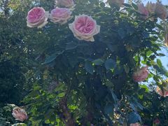 -人民公园(罗湖区)