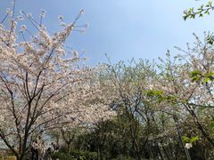 -南山植物园