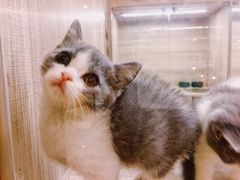 -飞行喵MR PILOT|猫舍·猫咖(静安大融城店)