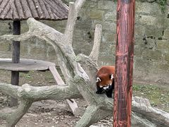 -上海野生动物园