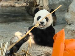 -海南热带野生动植物园