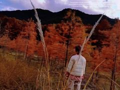 -小芝红树林