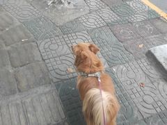 -申普宠物医院·眼科·心内科·影像科(普陀分院)
