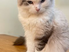 -滚猫咖啡·猫咖·猫友好撸猫(未来城店)
