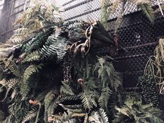 -Fern Forest Cafe
