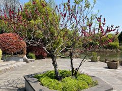-桃花岛景观公园