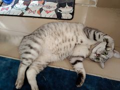-瑞鹏宠物医院·夜间急症·心超·猫科(祖庙分店)