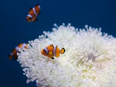 -海合安武汉极地海洋公园