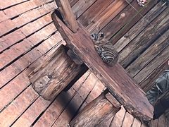 -云南野生动物园