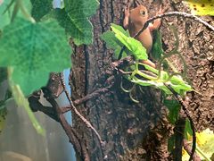 -酷以爬仙阁实体爬宠店·守宫·蜥蜴·专业繁育