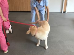 -爱妮康宠物医院·干细胞免疫细胞·肿瘤·心脏(张江店)