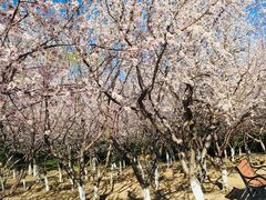 -大兴滨河森林公园