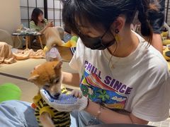 -逗柴咖啡屋·狗咖猫咖宠物桌游