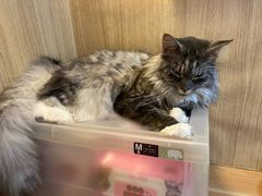 -MOCHA明星猫咖(田子坊店)