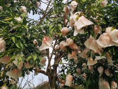 -樱桃山旅游景区