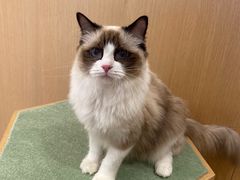 -CAT’S MEWSTAR CAFE·喵星球猫屋(晴湾咖啡店)
