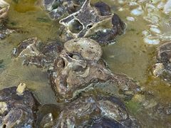 -香满锅老北京羊蝎子火锅·家常菜(新街口店)