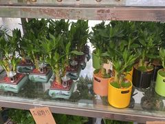 -龙大花卉苗木市场