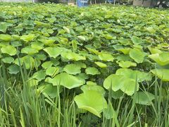-亚沙水生植物园